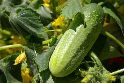 KNESSiN DELIKATESS Cucumber Seed(200 per packet)