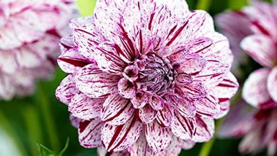 Qualtivate NBIR-396 Beautiful Dahlia Pompon Flower Seeds Seed(50 per packet)