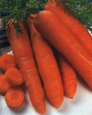 CYBEXIS Seeds of Vegetable Carrot Flakee (Flak)4000 Seeds Seed(4000 per packet)