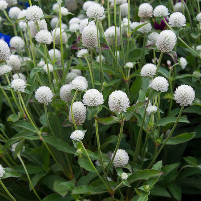STARKC Makhmali-Vadamalli Gomphrena Globosa Seed(80 per packet)
