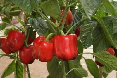 DIVINE CAPSICUM Seed(100 per packet)