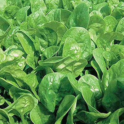 BDSresolve Palak seeds for hydroponic PACK OF 170 Seed(170 per packet)