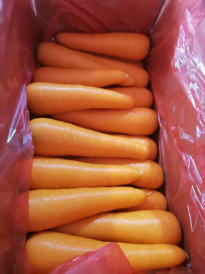 Quentova Organic Orange Carrot-9O-SNIG Seed(250 per packet)