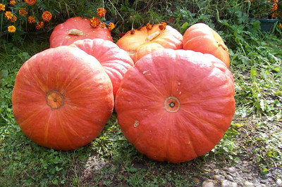 CYBEXIS Hybrid French pumpkin seeds 100 Seeds Seed(100 per packet)