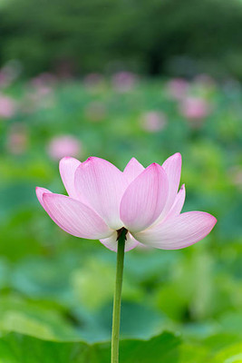 Shree Ganga Enterprise lotus,kamal gatta Seed(10 per packet)