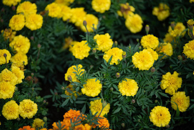 DORVIK marigold/gende ka phool flower seeds Seed(75 per packet)