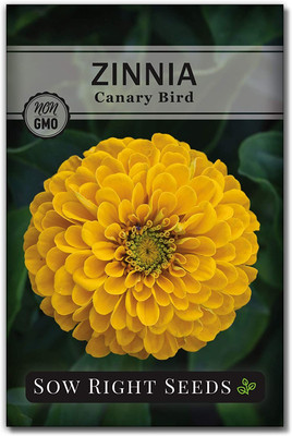 WILLVINE ™ Canary Bird Zinnia Seeds-2000 SEEDS Seed(2000 per packet)