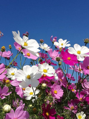 Aywal COSMOS 'BRIGHTNESS MIXED' Seed(1 g)