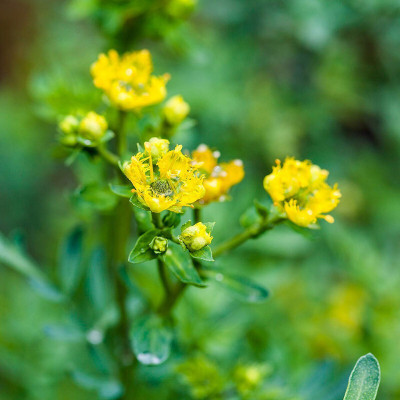Hybrid Galaxy rue beautiful flower hybrid seeds 1-packet Seed(10 per packet)