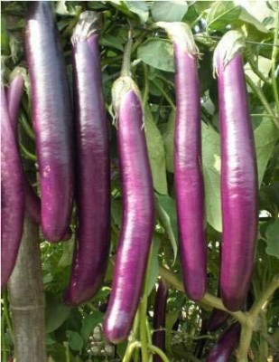 golden hills farm High Yield Purple Long Lucky Brinjal seeds Seed(700 per packet)