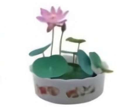 Qualtivate HYB-1A Dwarf Mini Water Bowl Aquarium Lotus Seed(25 per packet)