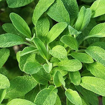 Qualtivate ICRA-2A Sage Plant Seeds Seed(100 per packet)