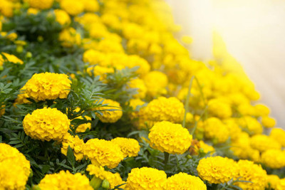 Natural World marigold/gende ka phool flower seeds Seed(50 per packet)