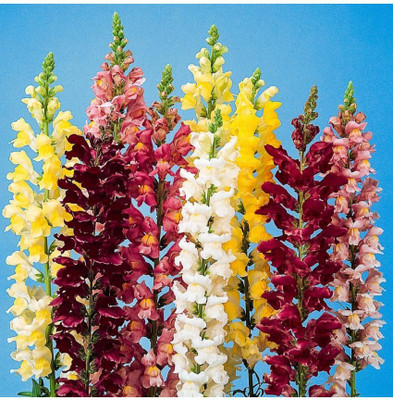 Mozette Exotic larkspur Seed(26 per packet)