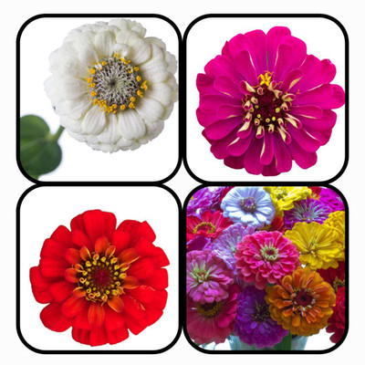 CYBEXIS Combo Pack Of 4 ZINNIA FLOWER Seed(10 g)