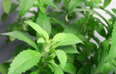 GEZ HERB | STEVIA | Organic Herb Seed(30 per packet)