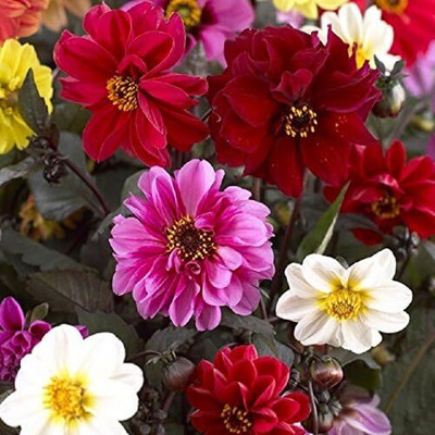 LPR DAHLIA Seed(5 per packet)