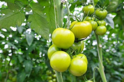 Oliver tomato Seed(105 per packet)