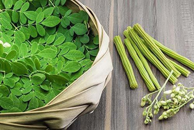 CYBEXIS XLL-18 - Moringa Tree (Moringa oleifera) - (1350 Seeds) Seed(1350 per packet)