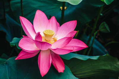Elysian Enterprises lotus,kamal gatta Seed(14 per packet)