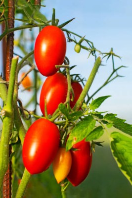 BALA PLANT CREATION tomato Seed(30 per packet)