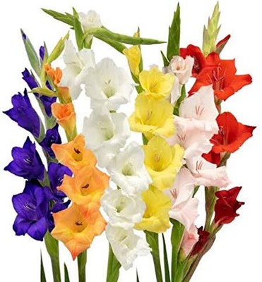 CRGO GLADIOULUS Seed(50 per packet)