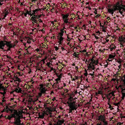 OFKEN Wonder­land Deep Rose Alyssum Seed(50 per packet)