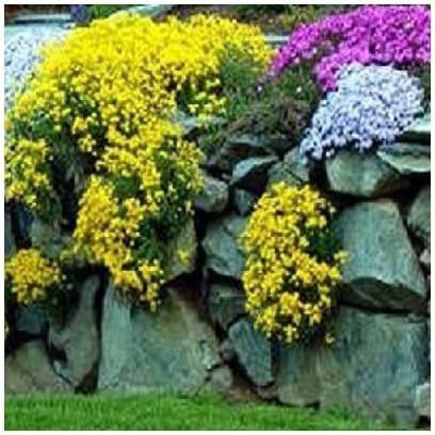 CYBEXIS Alyssum 'Moutain Gold' / Mountain Seed(50 per packet)