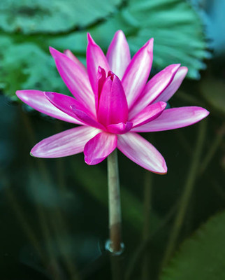 AZOLLA lotus,kamal gatta Seed(14 per packet)