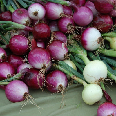 WILLVINE Seeds, Salad Onion - Purplette-[1000 Seeds] Seed(1000 per packet)
