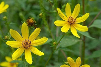 VibeX ® XLR-466 Swamp Marigold Brilliant Yellow Seed(500 per packet)