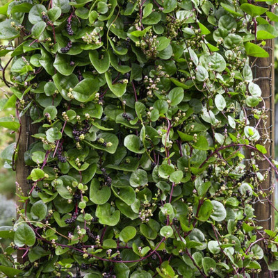Qualtivate GBPT-2A Malabar Spinach Seeds Seed(50 per packet)
