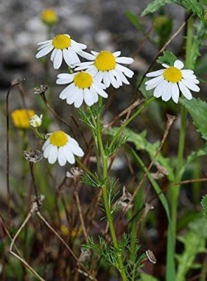 CYBEXIS XLL-1 - German Chamomile (Matricaria recutita) - (2250 Seeds) Seed(2250 per packet)