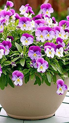ACCELCROP Pansy Butterfly Beautiful Flower Seeds In Different Colors F1 Hybrid Seed(30 per packet)