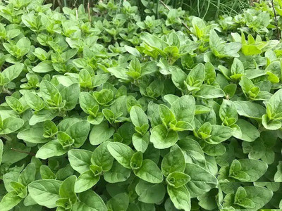 TERIZED Organic Oregano Herb Seed(100 per packet)