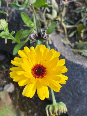 Lippy Calendula Flower Seed(70 per packet)