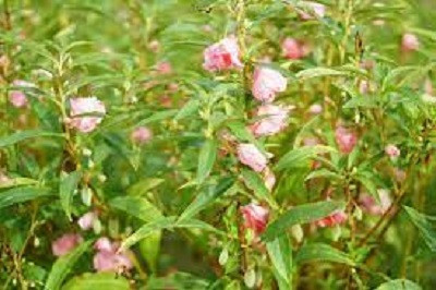 Seedsqlty hybrid balsam double mixed flower seeds Seed(10 per packet)