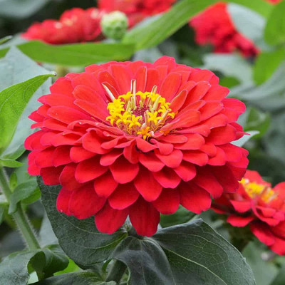 Seedsqlty zinnia seeds, high germination (15 seeds) Seed(15 per packet)
