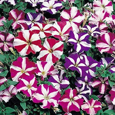 Qualtivate KGF -65 Petunia Starfall F1 Rainbow Mix Seeds Seed(50 per packet)