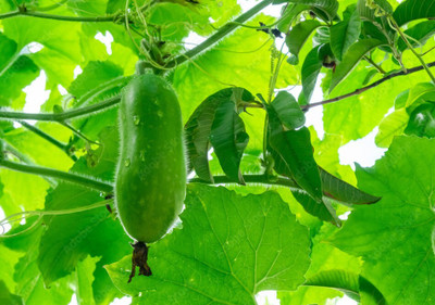 GREENSEA Ash Gourd, Winter Melon Seed(25 per packet)