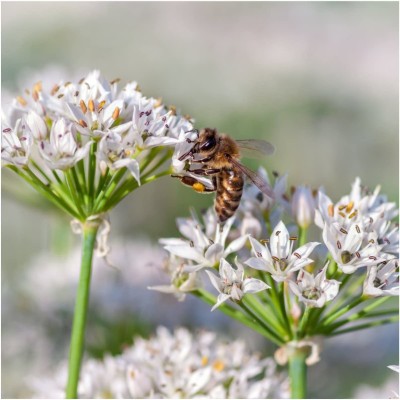 VibeX ® LXI-139 Garlic Chive Heirloom Herb Seed Seed(500 per packet)