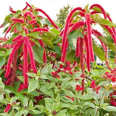 KANAYA Amaranthus Burgundy Red/ Dark Green Flower Seed(15 per packet)