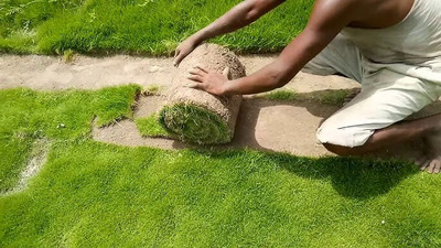 DEYS AGRO ™ garden grass seeds for garden, korean carpet garden grass seeds, carpet grass seed Seed(500 per packet)