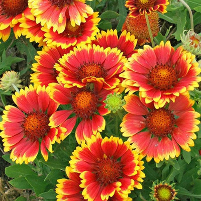 Mozette Gallardia flower Seed(24 per packet)