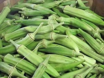 LPR LADY FINGER, (BINDI) Seed(50 per packet)