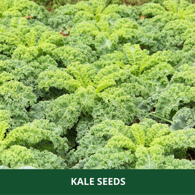 WILLVINE HUA -XIII Curled Kale Vegetable Seeds [1g] Seed(300 per packet)