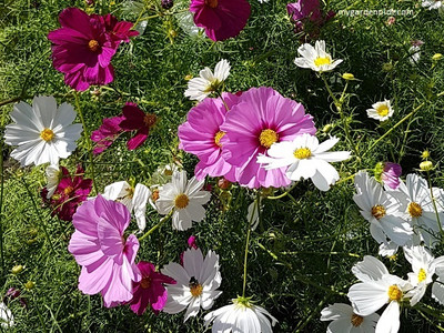 XOLDA Exotic comos Seed(25 per packet)