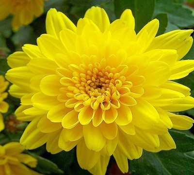 Seedsqlty Yellow chrysanthemum seeds Seed(20 per packet)