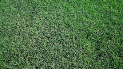 KNESSiN QLI-66 Bermuda Grass Seed(2500 per packet)