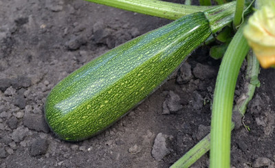WILLVINE PAU-302 Light Green Zucchini Courgette Squash Seed(100 per packet)